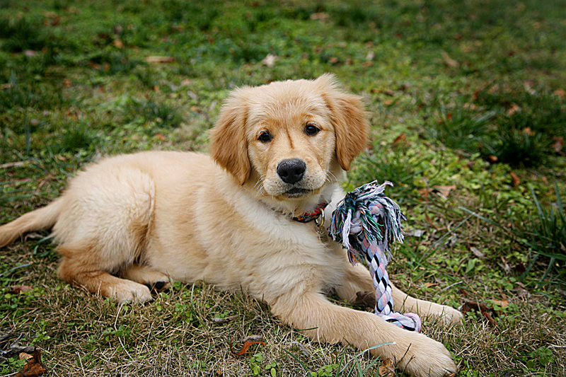 Meet Garcia | He is an 11 week old male Golden Retriever pup… | Flickr