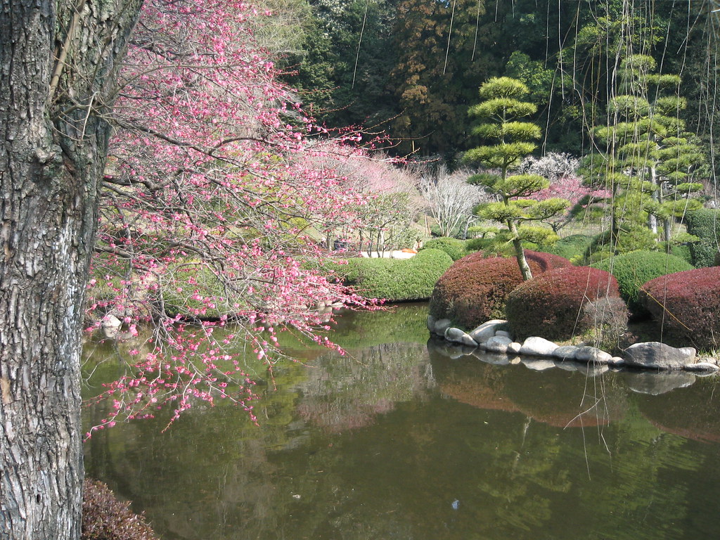 kairakuen | Kairakuen, Mito. Plum blossom | vera46 | Flickr