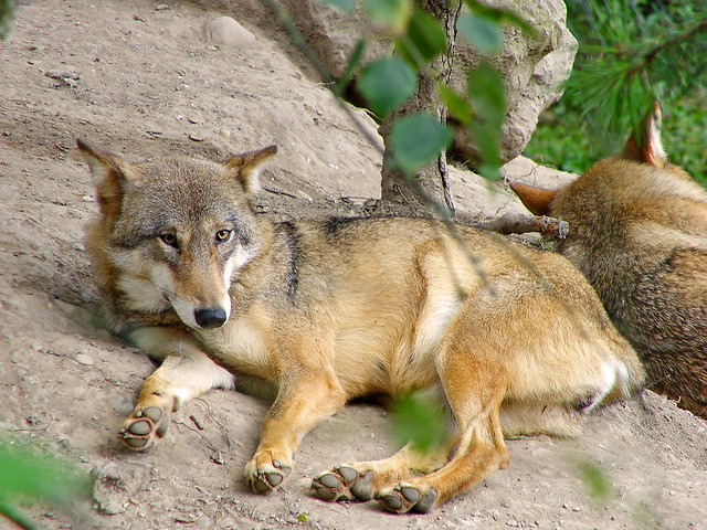 Wolf of the zoo of Zürich