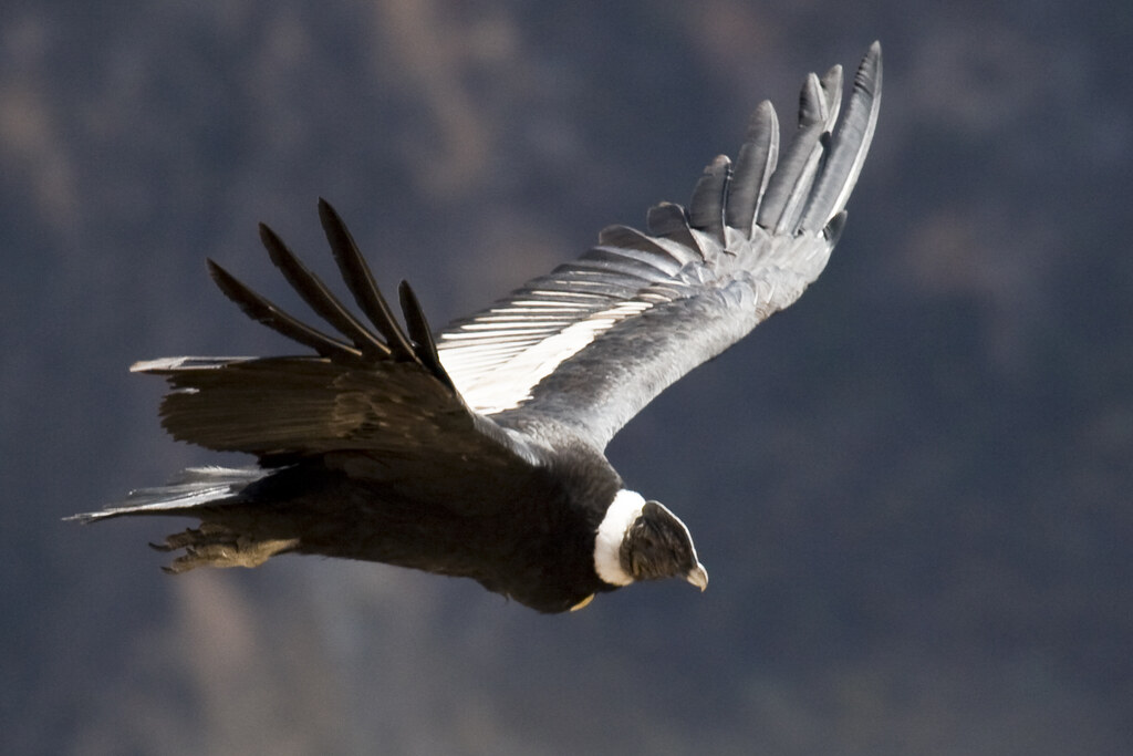 EAGLE VS VULTURE - Which is more powerful?