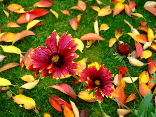 November Multicoloured Garden Images!! (3)