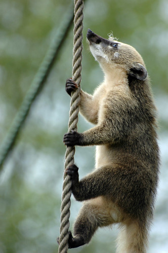 Coati Climber | Coati concentrating hard on climbing rope ...