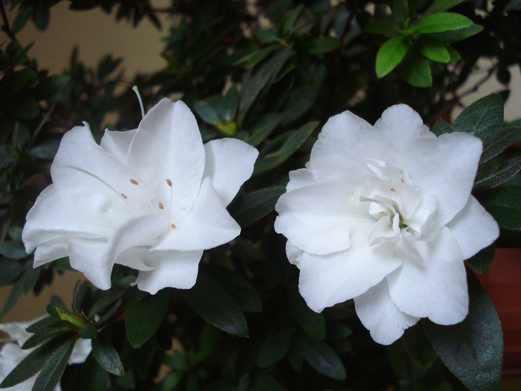 One of us (ABBA) | When my white azaleas think January is Ma ...
