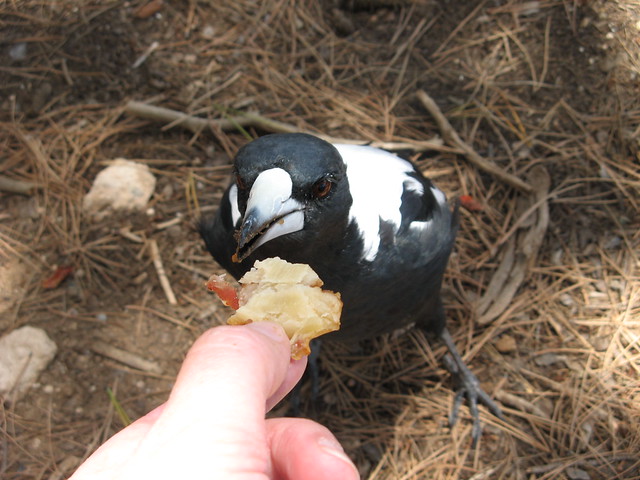 Feeding Magpie