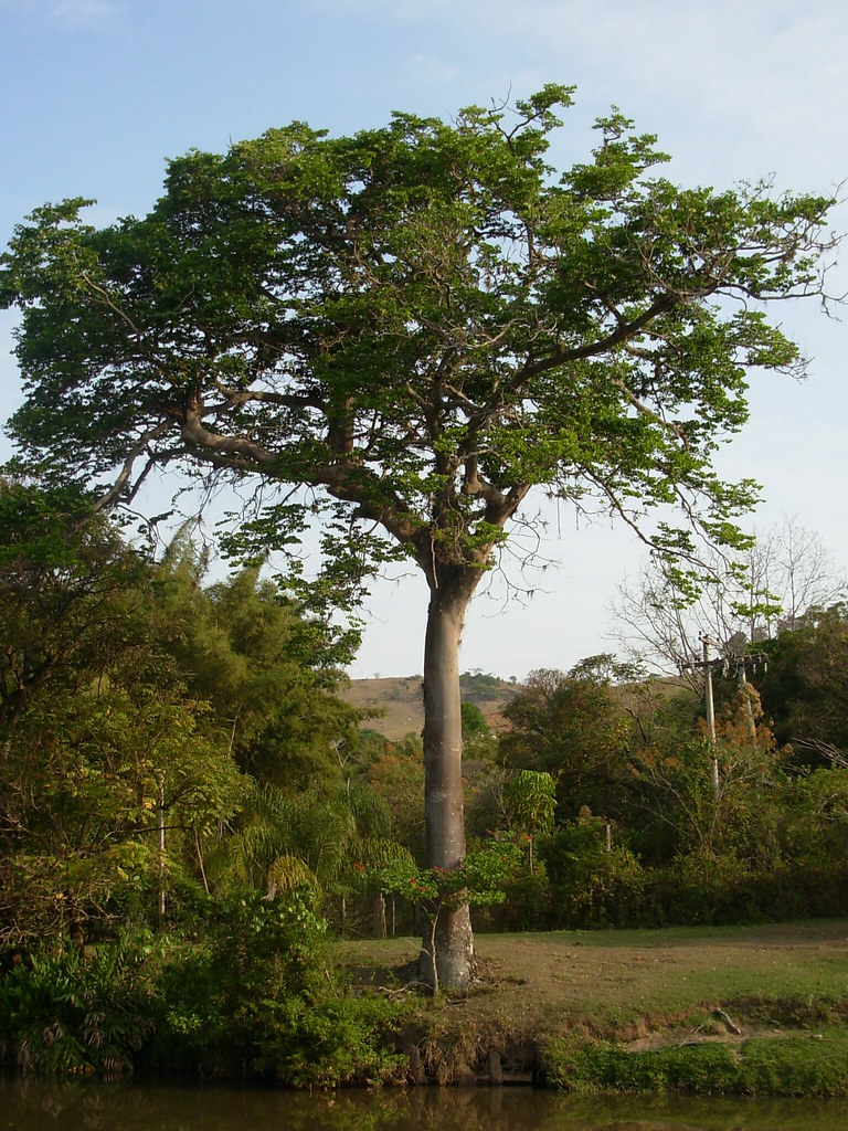 Jatoba tree/ Brazil