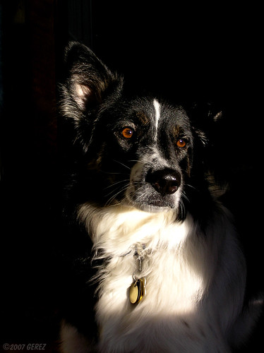 rescue dog pet sunlight minnesota mix eyes cross sadie sparkle hastings bordercollie australianshepherd pb250928 worldsprettiestdog prettiestdogintheworld