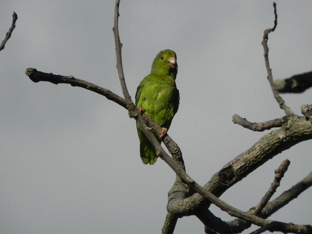 Forpus passerinus juvenil (Green-Rumped Parrotlet)