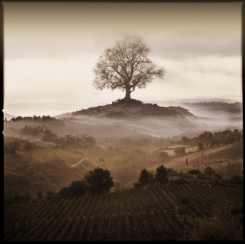 Big Tree In Tuscany by Arbor Lux