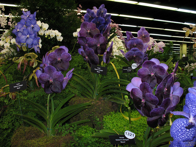 Rare Orchids - Blue and Purple Vanda's