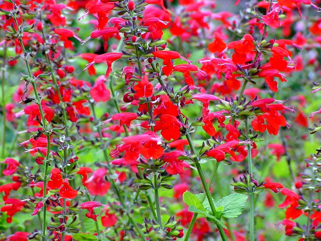 Salvia coccinea sage Lady in Red  10-5-2003