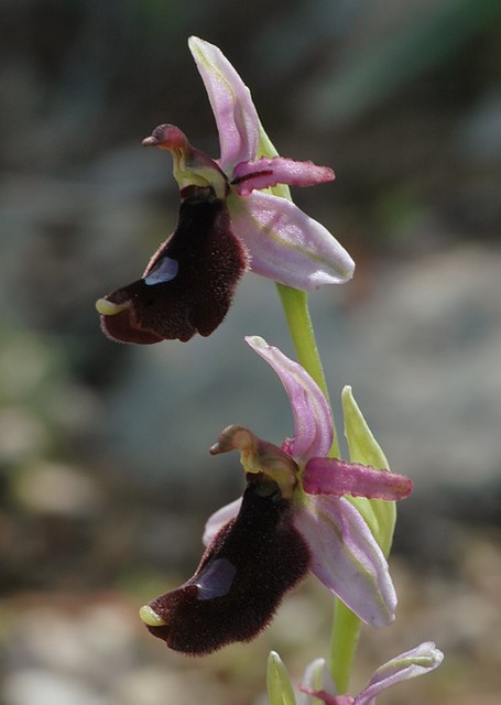 d0802030 | Balearische Ragwurz (Ophrys balearica). Mallorca, 13.04.2008