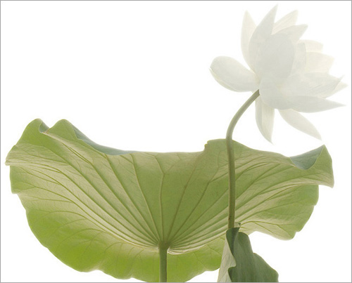 Lotus Flower / white / Green / Leaf / - IMGP6256 - , ハスの花, 莲花, گل لوتوس, Fleur de Lotus, Lotosblume, कुंद, 연꽃 by Bahman Farzad
