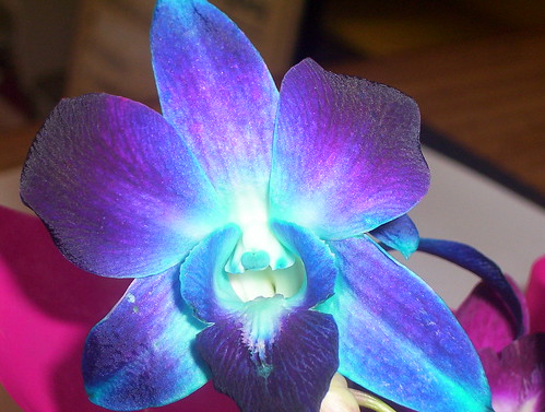 Blue orchid | I was given an arrangement of orchids and they… | Flickr