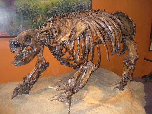 Giant sloth skeleton | A cast skeleton of Glossotherium. It … | Flickr