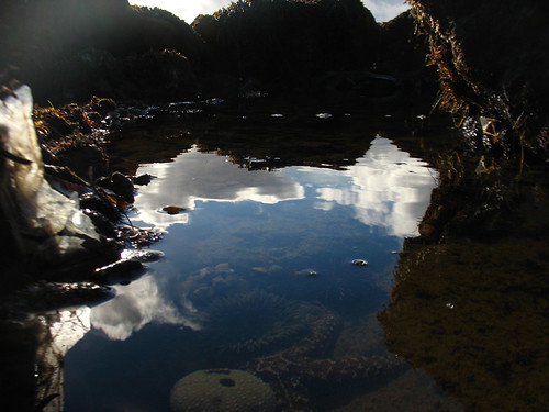 Tidepool