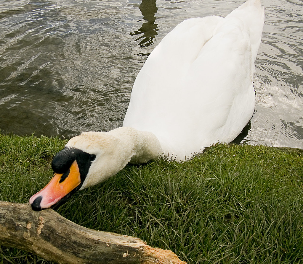 (A swan at) Butterley Res (April 2008 #2) by Lazlo Woodbine
