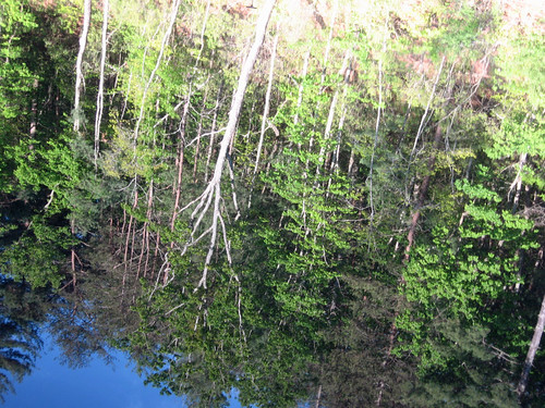 reflection trees water georgia nature