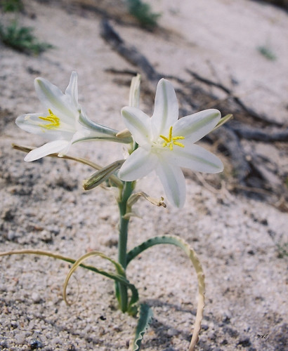 desert lilies (Hesperocallis undulata) | Dos Cabezas, Anza-B… | Flickr