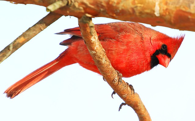 northern cardinal male at Lake Meyer Park IA 854A6341