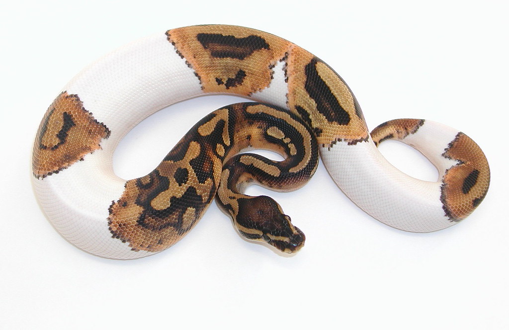yr2007 male Piebald Ball Python #SG5 | probreeders | Flickr