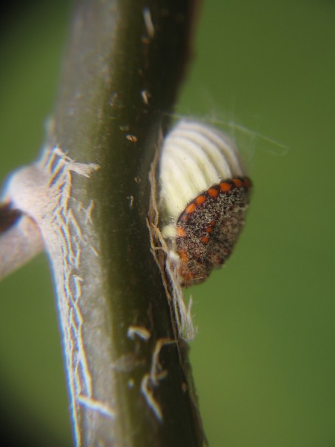 cottony cushion scale insect