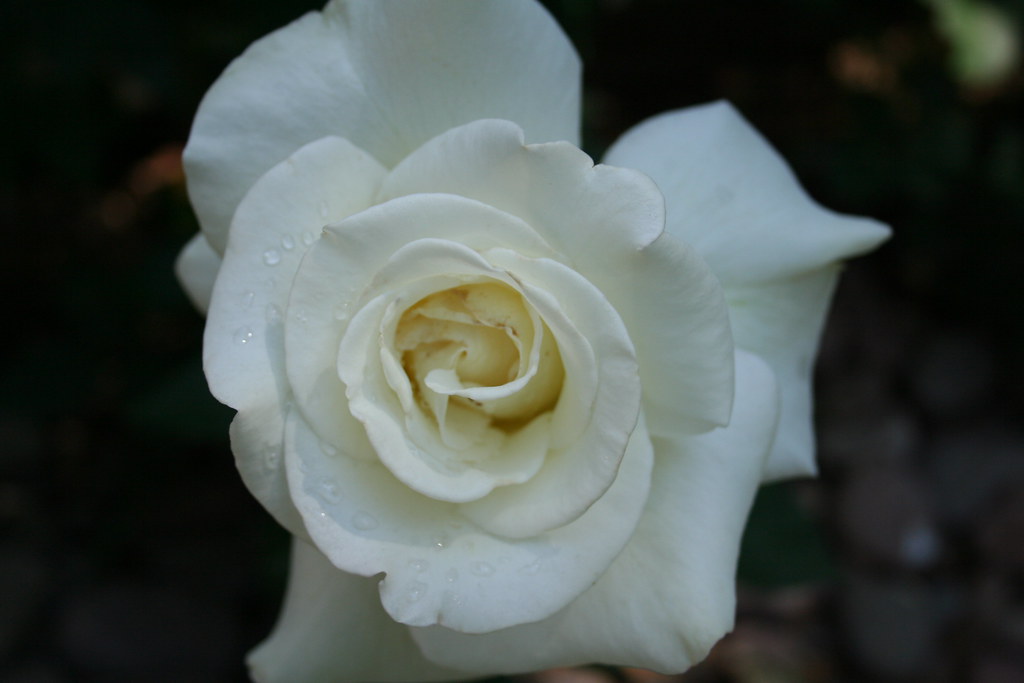Evie Mali - Roses In Bloom | Hi, I'm sorry I haven't updated… | Flickr