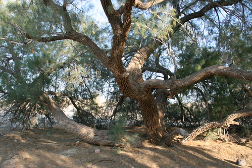 Tamarask tree / salt cedar at our campsite