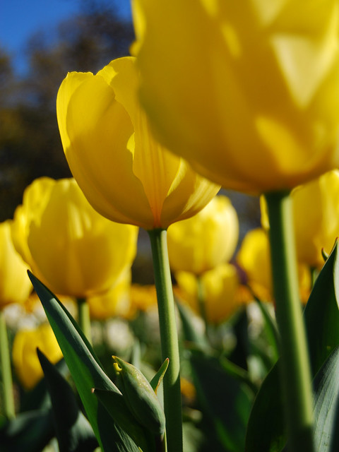 Yellow tulip array