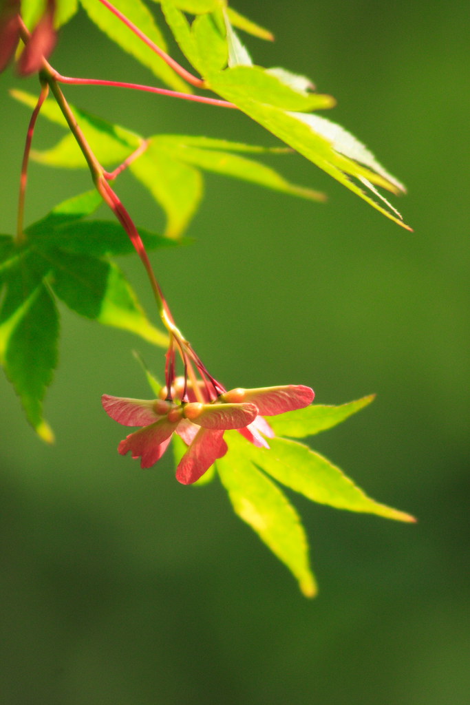 seeds