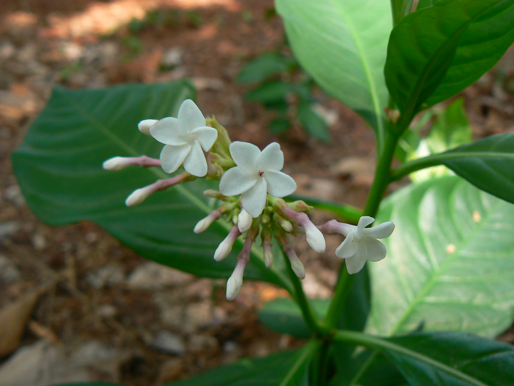 Indian Snakeroot - Apocynaceae (dogbane, or oleander family)… - Flickr