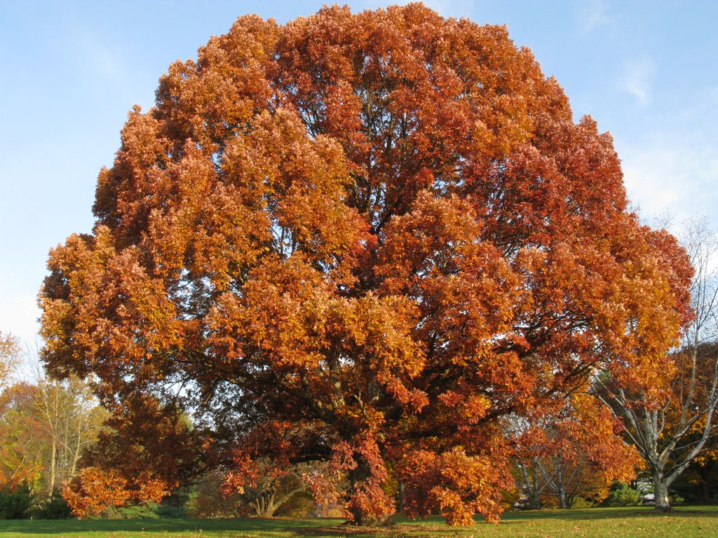 Quercus alba, White Oak