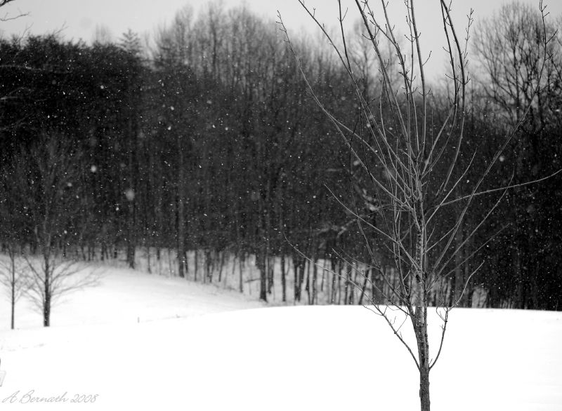 Winter peace by ldysw357
