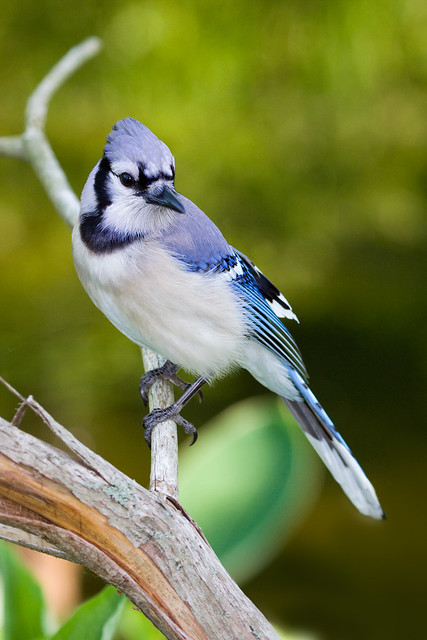 Nature - Bluejay