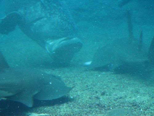 uShaka Marine World
