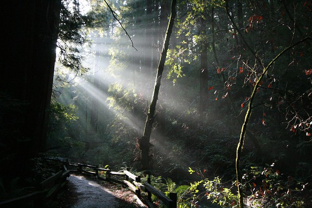 Muir woods with morning light