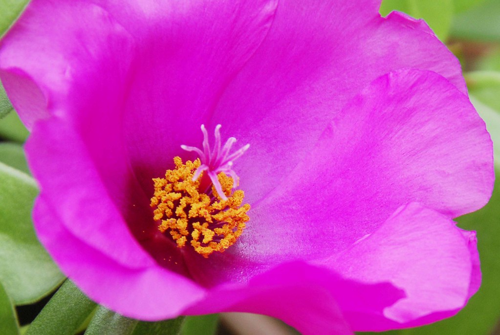 _DHN4453 Leveza interna... | Essa flor é conhecida como 11 h… | Flickr