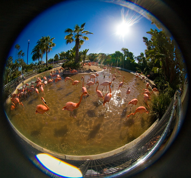 Flamingo Party!