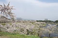 Cherry of Goryokaku / 五稜郭の桜