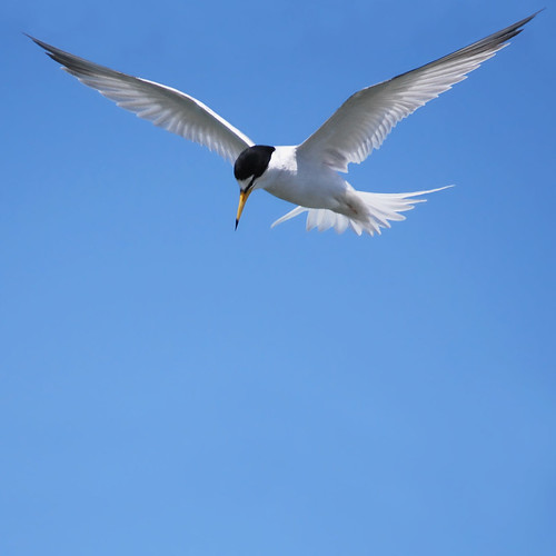 Least tern, hunting by wolfpix