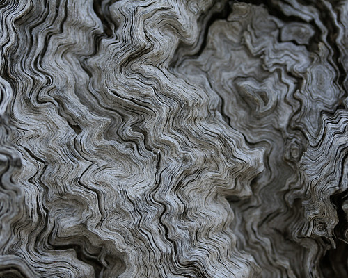 ripple & flow | Interesting wood grain of dead stump of Euca… | Flickr