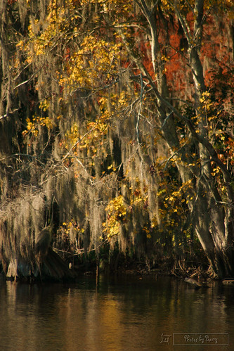life morning trees red usa lake color reflection tree green fall me nature water ecology colors beautiful leaves forest river garden landscape outdoors fire reflecting countryside leaf nice woods scenery colorful branch forsale view purple natural florida outdoor earth path mother peaceful scene save foliage just vista environment jacksonville fl lovely ask secluded wooded changeeverything barrylatkins