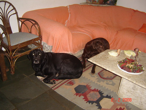 O casl de labradores Nero e Daiana são muito lindos | by bryoel