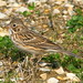 Flickr photo 'Vesper Sparrow (Pooecetes gramineus) 4- 20100410' by: Kenneth Cole Schneider.