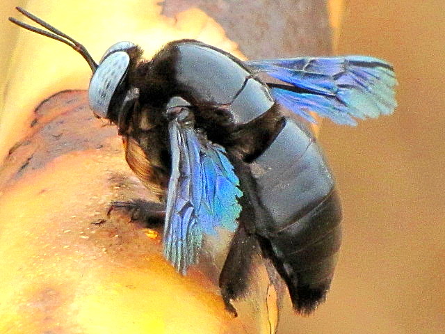 ecosystem/fauna/Slender-scaped Carpenter Bee(Xylocopa tenuiscapa)