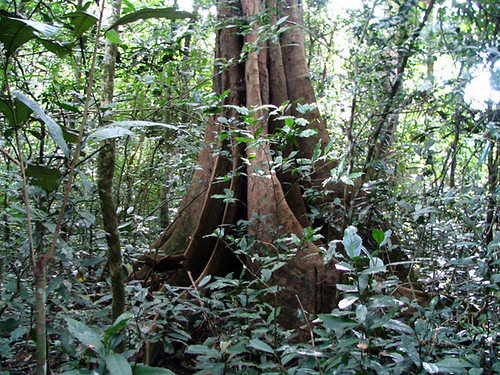 Rainforest Tree