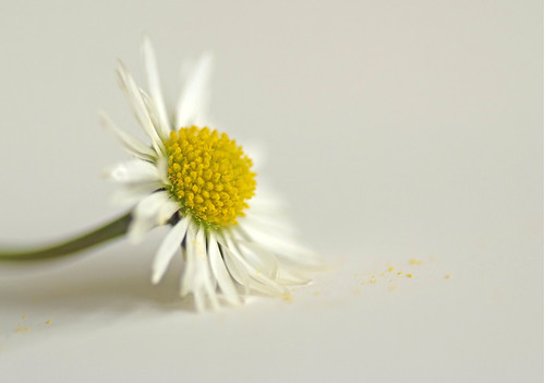Single Daisy | by Christine Eaves
