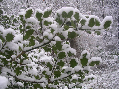 Snow on holly Haslemere Circular (silent walk)