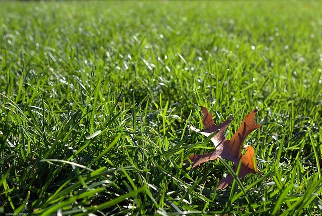 The most expensive patch of green grass in the world.  (Le petit bout de gazon le plus cher du monde)