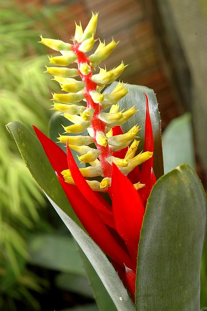 flor de bromélia