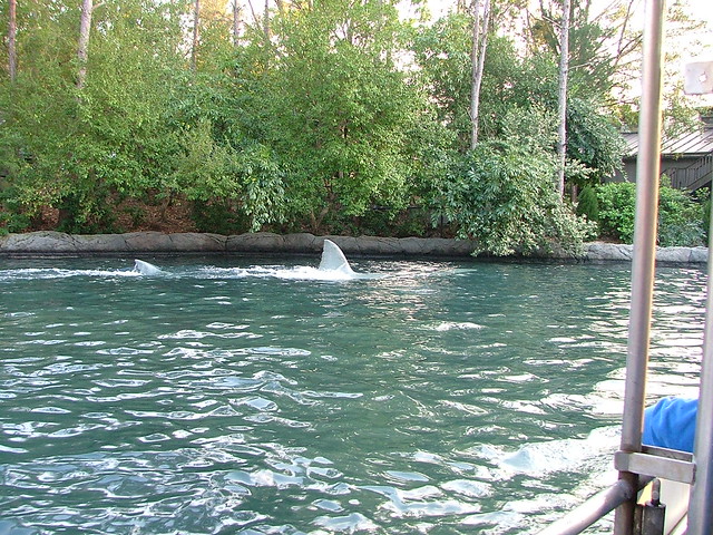 Universal Studios Orlando Florida Theme Park and Rides Captain Jake s Amity Boat Tours of JAWS   DSCF2553
